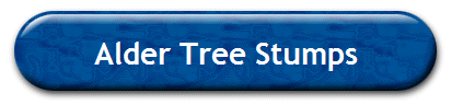Alder Tree Stumps