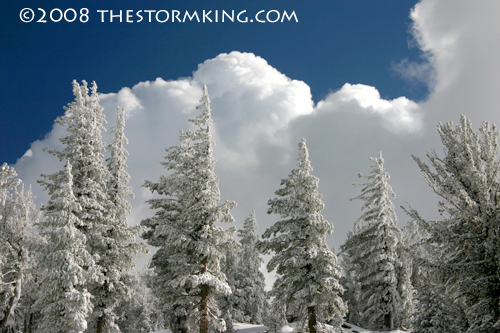 Nugget #156 F Cumulus towers over pine trees