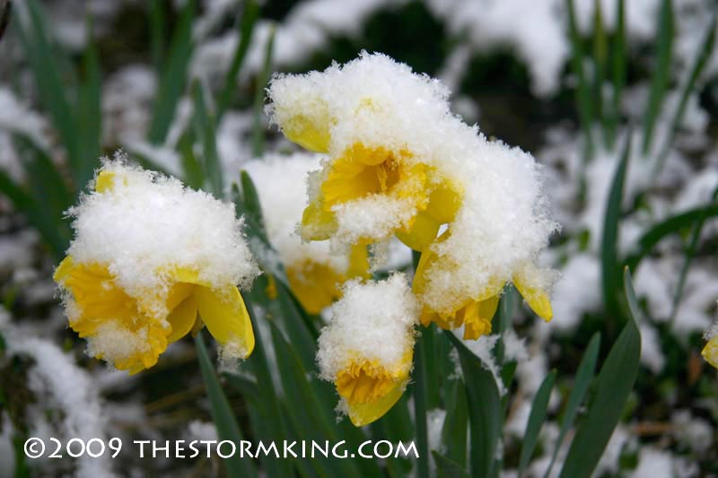 Nugget #172 B Snow on Daffodils