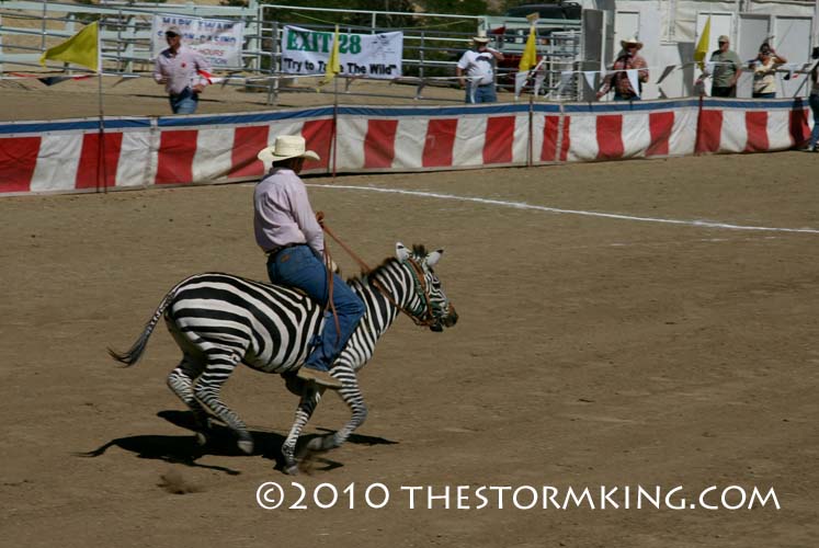 5 Nugget #190 Riding a Zebra