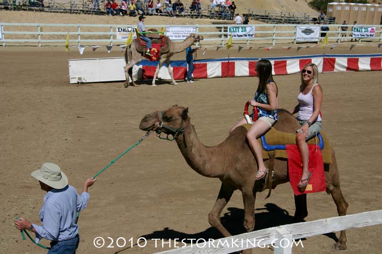 8 Nugget #190 Camel Rides for 5 Bucks
