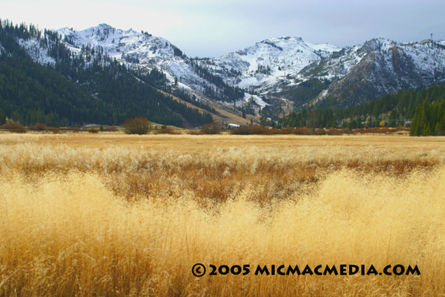 Nugget #23 Squaw Valley grass ID and resized Nugget #23 Squaw Valley grass ID and resized