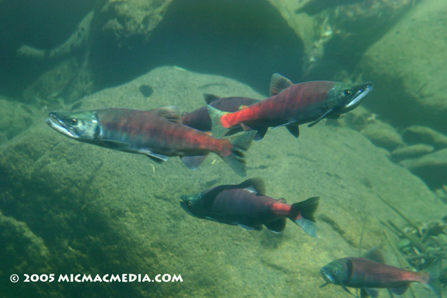 Nugget #14 Kokanee salmon Nugget #14 Kokanee salmon