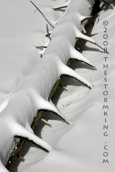 Nugget #156 E Snow spikes on fallen tree