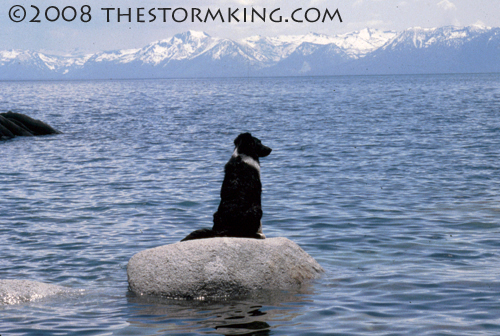 Nugget #158 A Elko waiting for snow on rock