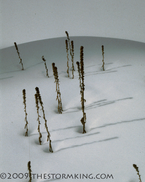 Nugget #166 D Weeds Transformed to Art Nugget #166 D Weeds Transformed to Art
