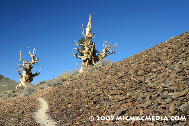 Nugget #19 Bristlecone trail ID and resized Nugget #19 Bristlecone trail ID and resized