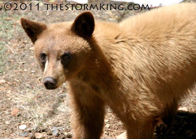 Nugget #206 Brown Bear