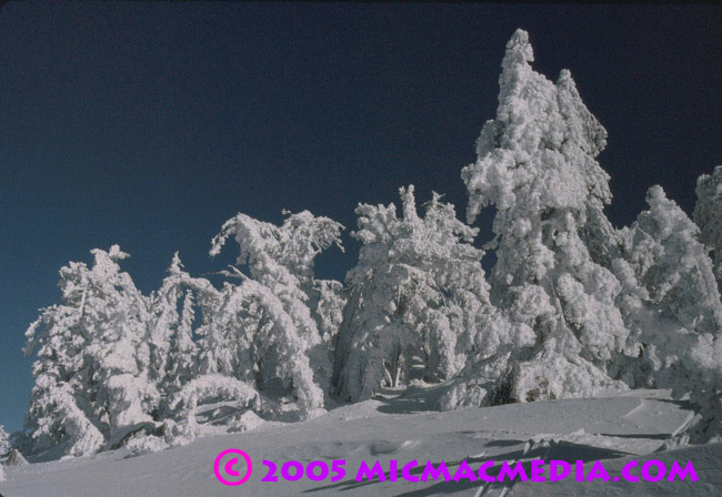 Nugget #27 Tree Rime ID and resized Nugget #27 Tree Rime ID and resized