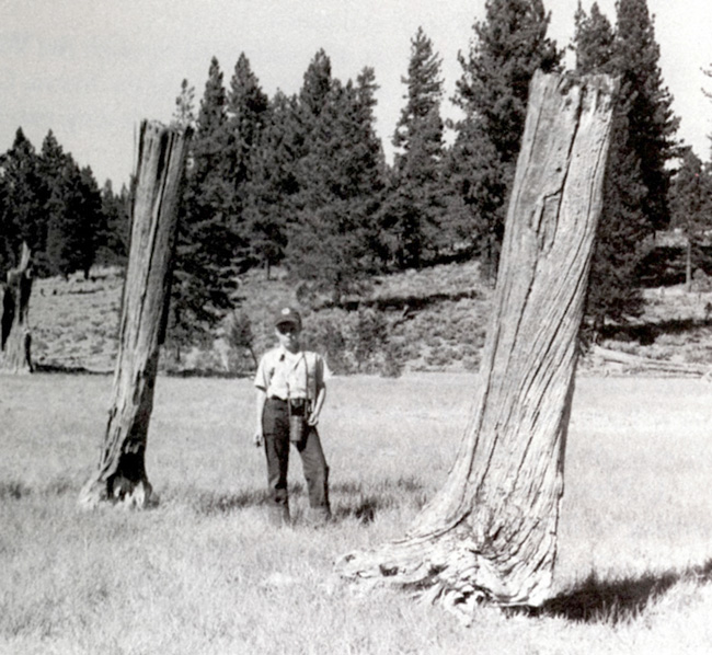 Nugget #44 A Tree stumps man scale Alder ppt. 850 Nugget #44 A Tree stumps man scale Alder ppt. 850