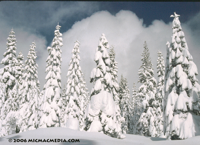 Nugget #55 B Snow covered trees000-01 Nugget #55 B Snow covered trees000-01