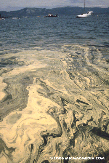 Nugget #79 A Pollen ponding CBay Nugget #79 A Pollen ponding CBay